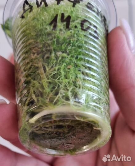 Диффенбахия Рудольф роерс