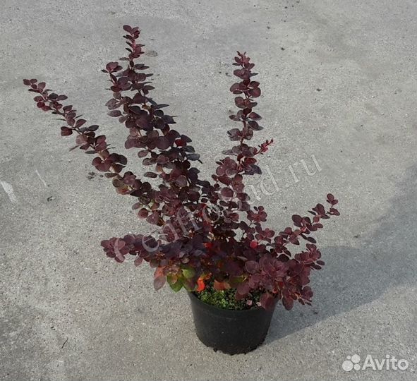 Саженцы Барбарис Тунберга Atropurpurea (Атропурпу