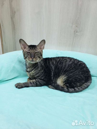 Корниш Барс