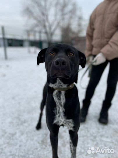 Классный и красивый пёс мечтает о доме