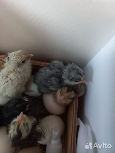 Цыплята суточные несушки