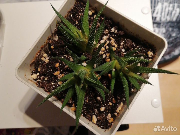 Хавортия полосатая