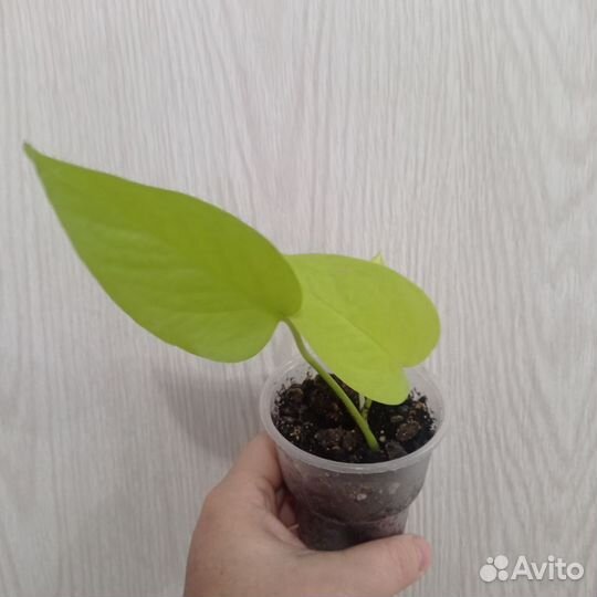 Сциндапсус неон