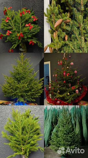 Живая ель Бесплатная доставка