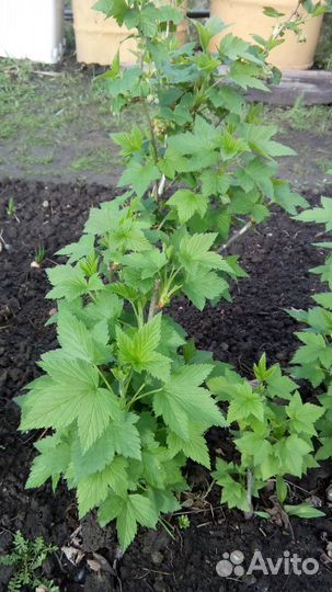 Смородина саженцы и другие растения