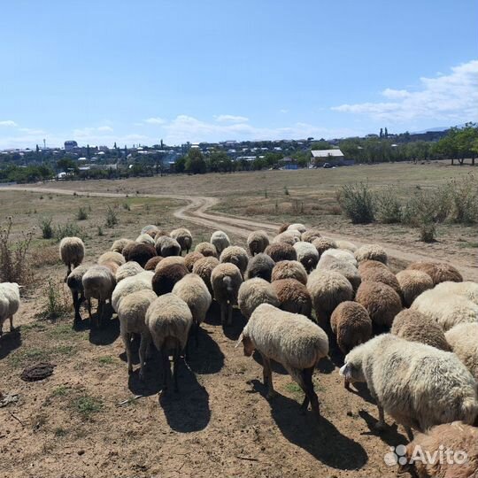 Продается вся отара