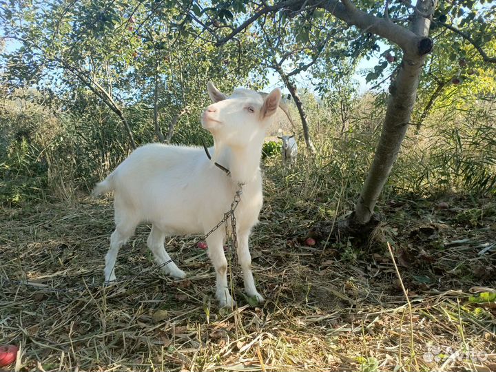 Молодые козочки зааненские под покрытие
