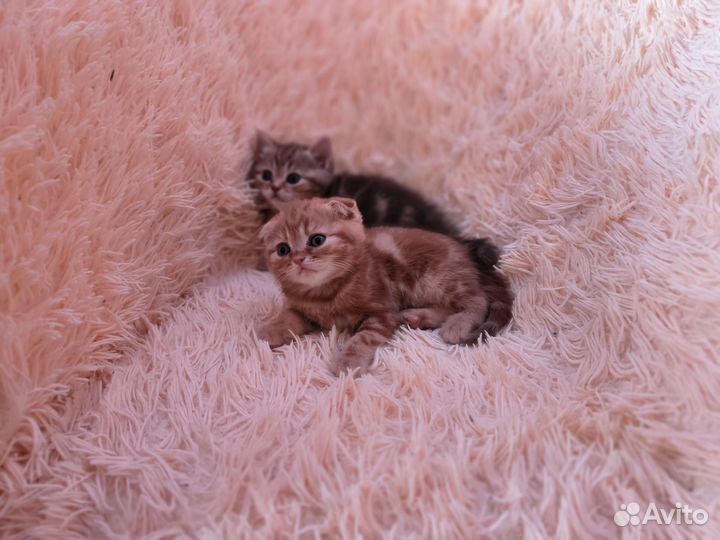 Шотландские котята