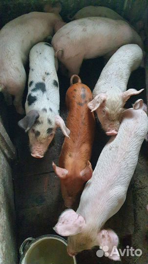 Поросенок ландрас