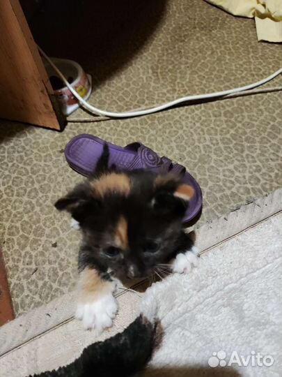 Котята чёрный и двух цветные бесплатно