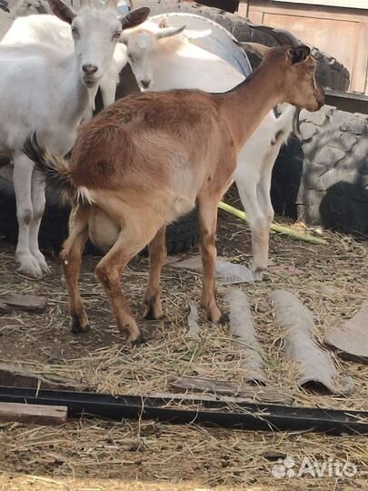 Козы дойные