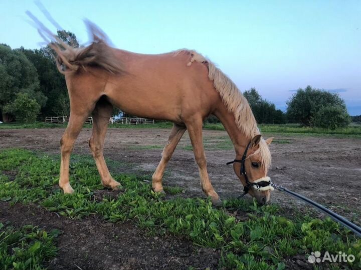 Уэльские пони
