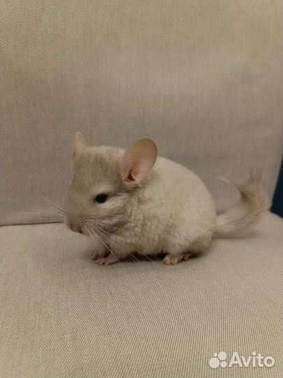 Шиншиллята 2 мес. мальчик и девочка