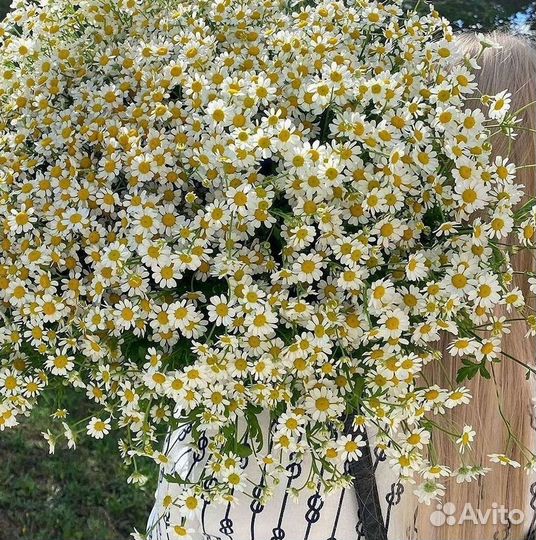 Цветы ромашки. Букеты ромашек. Цветы доставка