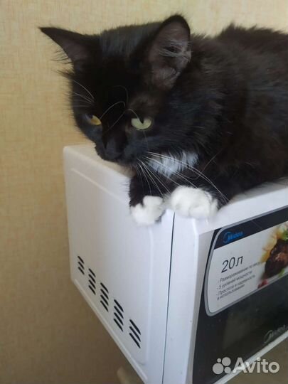 Кошка