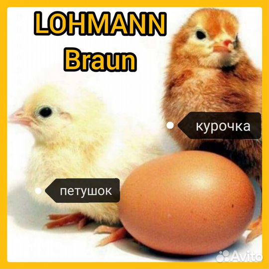 Цыплята несушки Ломанн сортированные