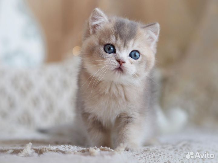 Британский котенок Люкс