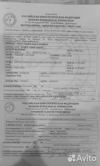 Продам корги