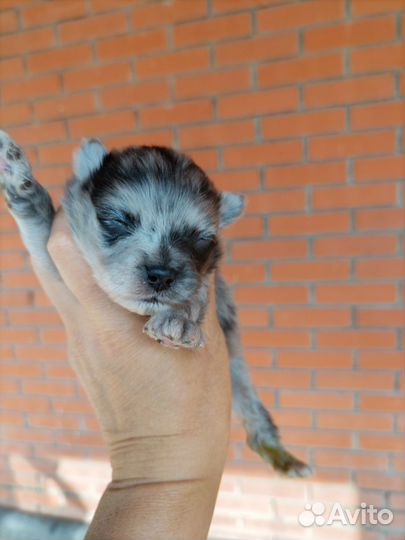 Шпицедетки