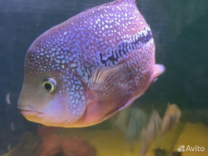 Аквариумные рыбы хорн