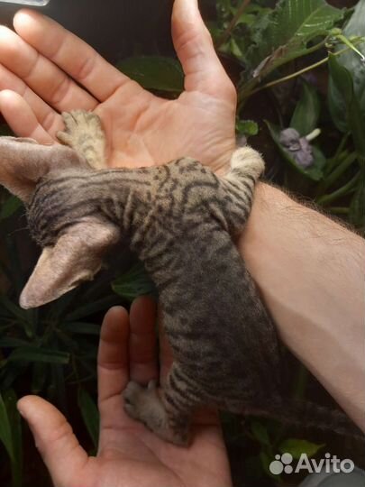 Донской сфинкс