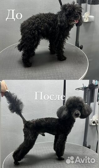 Груминг, стрижка собак, стрижка кошек