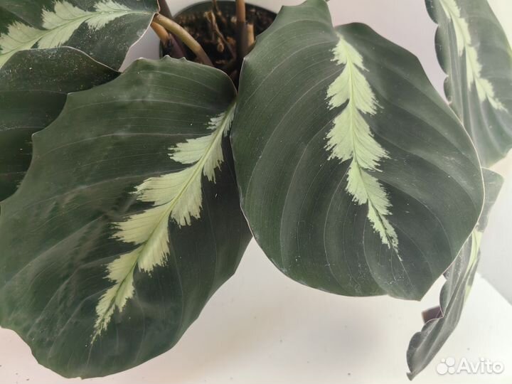 Калатея Дистинкта
