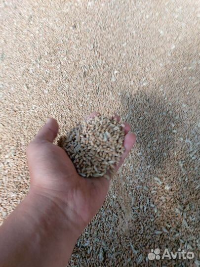 Семена озимой пшеницы Собербаш