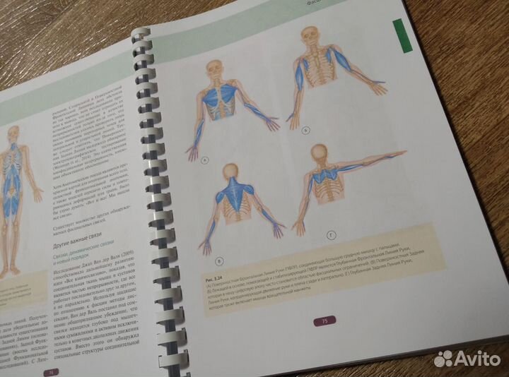 Fascia Дэвид Лесондак