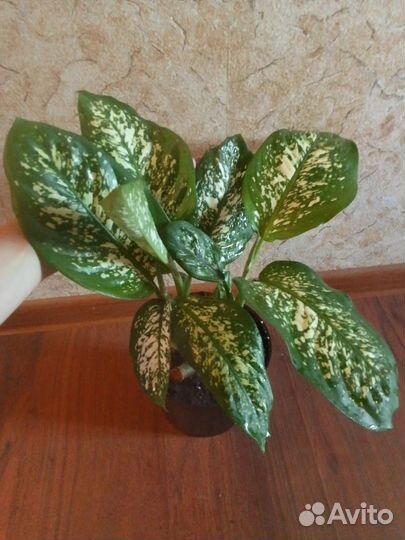 Спацифилум джемени, диффенбахия