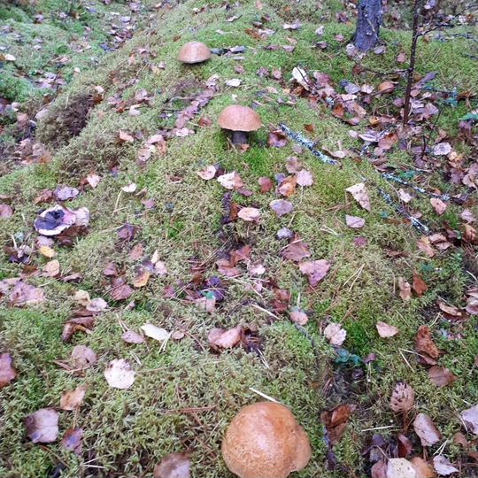 Участок 15 сот. (ИЖС)