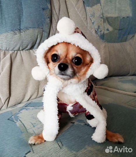 Одежда для маленьких собачек