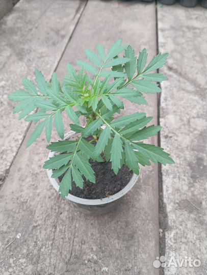 Рассада цветы бархатцы