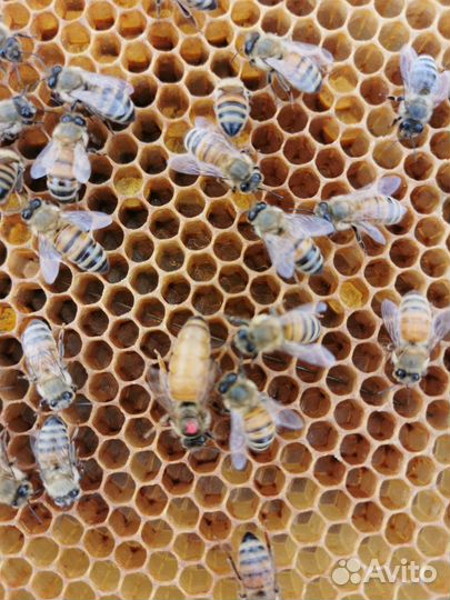 Пчелопакеты карпатка, карника, бакфаст