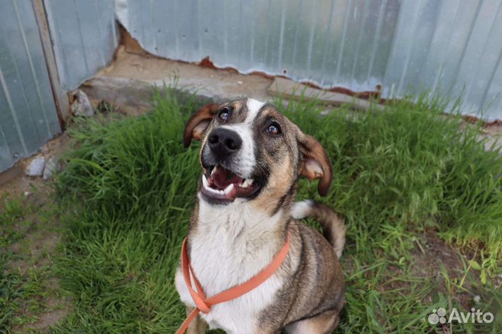 Собака в добрые руки отдам бесплатно