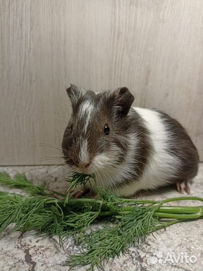 Морская свинка