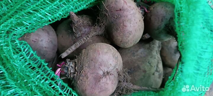 Свёкла столовая