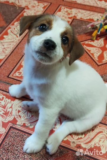 Продажа щенков Джек-рассел-терьер