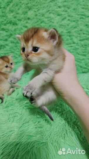 Шотландская золотая шиншилла