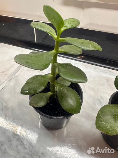 Толстянка (денежное дерево )