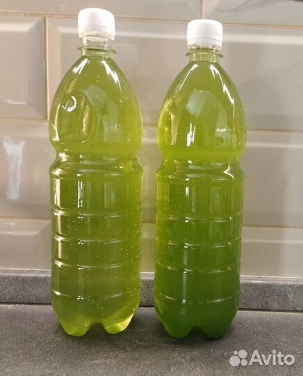 Тетраселмис (Tetraselmis)