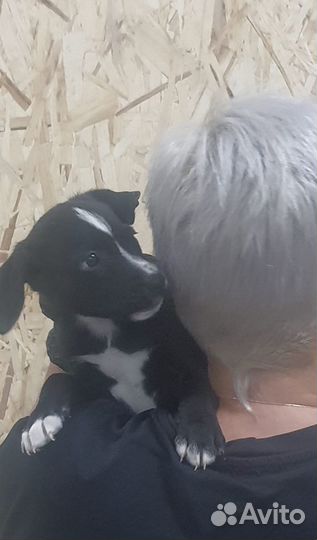 Щенок девочка бесплатно