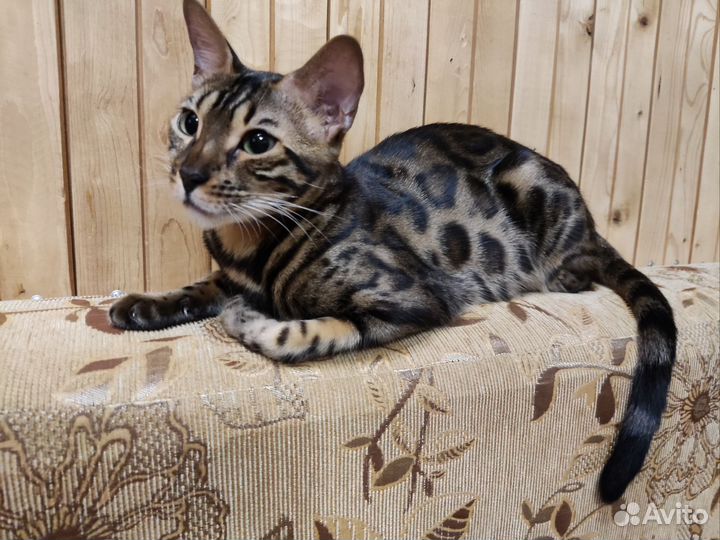 Бенгальский котенок