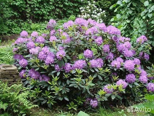 Семена рододендрона Фори и Катевбинского