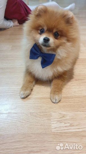 Домашняя гостиница