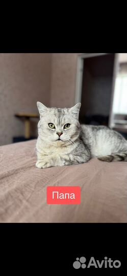 Вислоухие котята