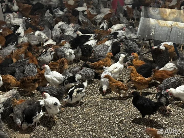 Цыплята домашние