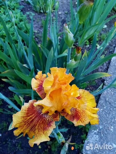 Продам излишки ирисов