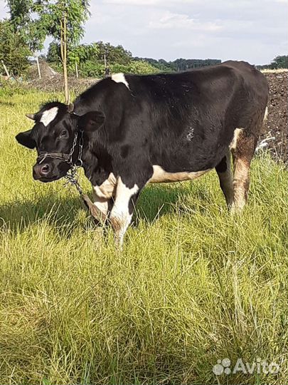 Бычки и телки