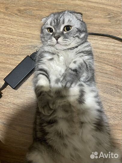Шотландский вислоухий кот бесплатно